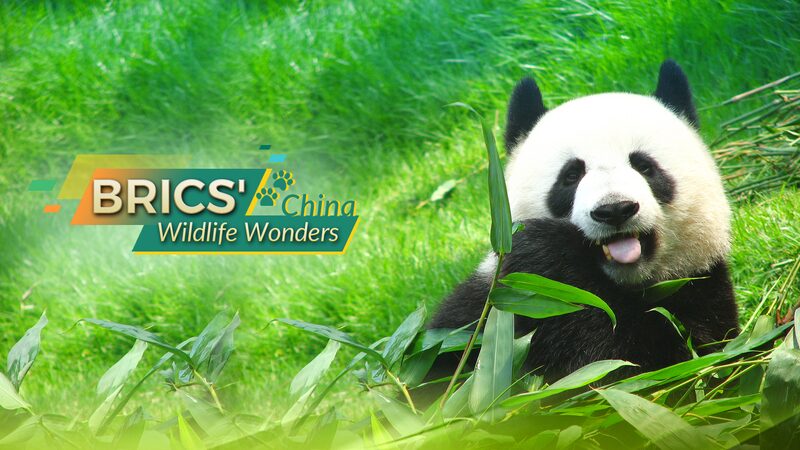__Panda_monium_in_China__Giant_Pandas_Making_a_Comeback_