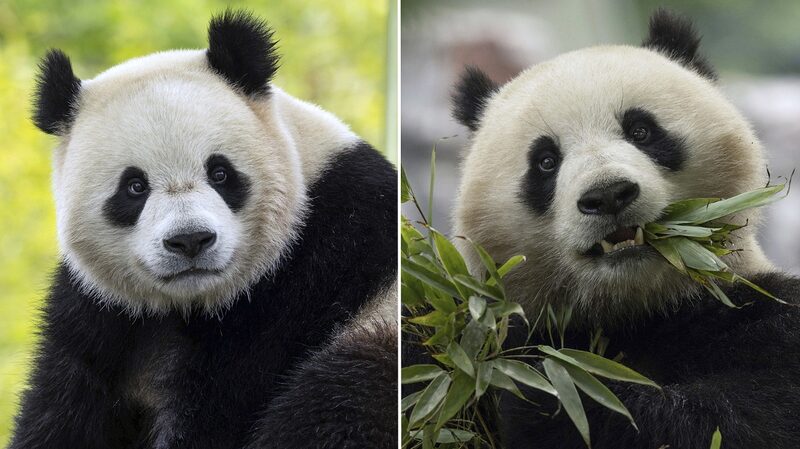 Panda_monium_in_D_C___Bao_Li_and_Qing_Bao_Are_Coming_to_Town_ - News for amigos, by amigos Panda_monium_in_D_C___Bao_Li_and_Qing_Bao_Are_Coming_to_Town_
