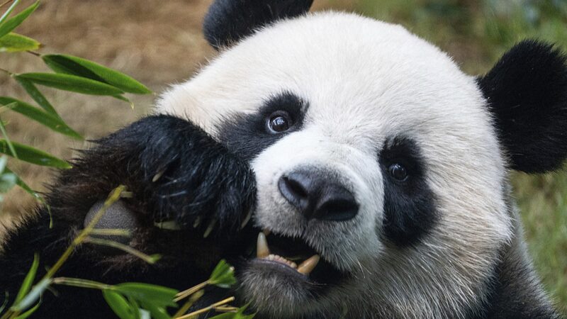 Pandamonium_in_Hong_Kong__An_An_and_Ke_Ke_Set_to_Steal_Hearts_at_Ocean_Park - News for amigos, by amigos Pandamonium_in_Hong_Kong__An_An_and_Ke_Ke_Set_to_Steal_Hearts_at_Ocean_Park
