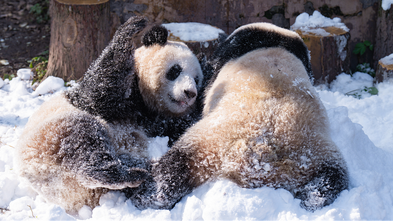 Pandas_Embrace_Snowy_Delights_at_Chongqing_Zoo - News for amigos, by amigos Pandas_Embrace_Snowy_Delights_at_Chongqing_Zoo
