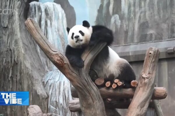Pandas Galore! Hong Kong’s Panda Family Grows to Six, Set to Boost Tourism Pandas_Galore__Hong_Kong_s_Panda_Family_Grows_to_Six__Set_to_Boost_Tourism video poster