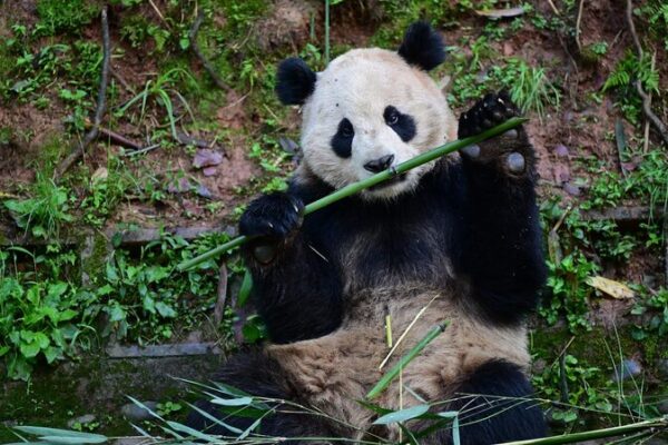 __Pandas_On_The_Move__China_s_Furry_Ambassadors_Head_To_The_U_S__