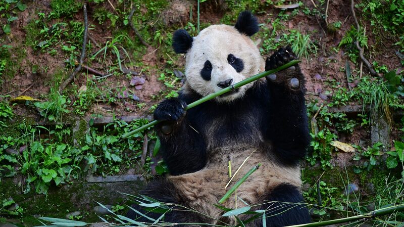 __Pandas_On_The_Move__China_s_Furry_Ambassadors_Head_To_The_U_S__