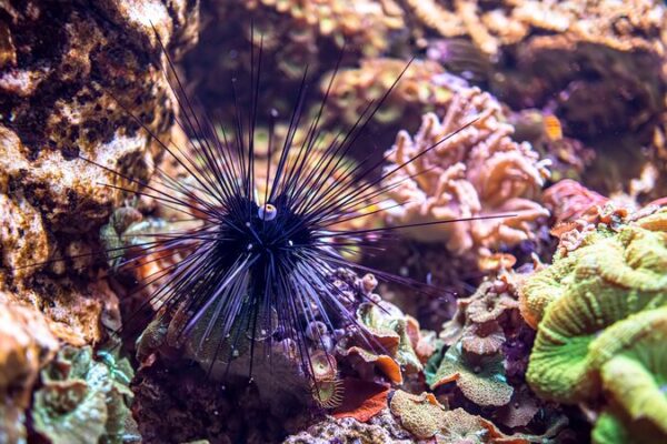 Parasite Threatens Sea Urchins, Putting Coral Reefs at Risk 🌊🦠 Parasite_Threatens_Sea_Urchins__Putting_Coral_Reefs_at_Risk___