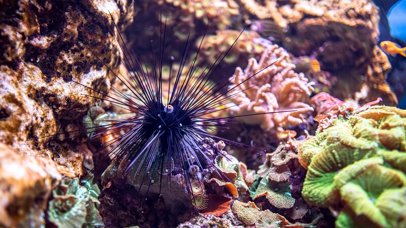 Parasite_Threatens_Sea_Urchins__Putting_Coral_Reefs_at_Risk___ - News for amigos, by amigos Parasite_Threatens_Sea_Urchins__Putting_Coral_Reefs_at_Risk___
