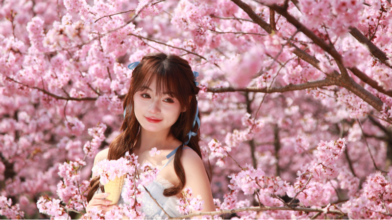 Pastel_Pink_Clouds__Nanjing_s_Breathtaking_Cherry_Blossoms - News for amigos, by amigos Pastel_Pink_Clouds__Nanjing_s_Breathtaking_Cherry_Blossoms