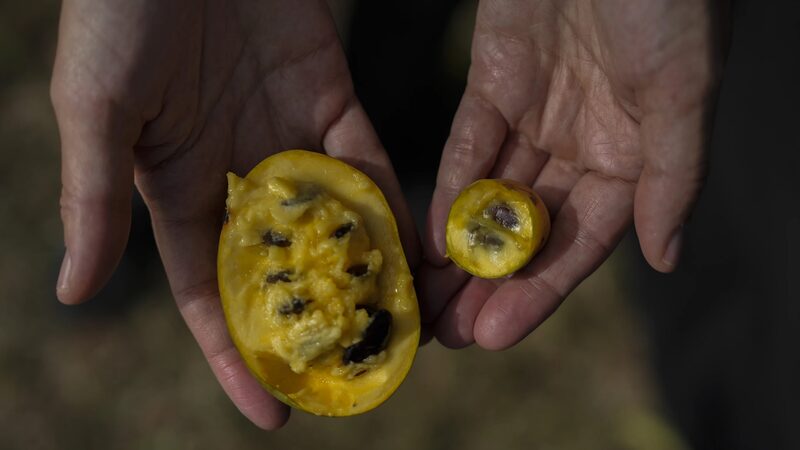 Pawpaw_Fruit_Feels_the_Heat__Climate_Change_Hits_North_America_s_Hidden_Gem - News for amigos, by amigos Pawpaw_Fruit_Feels_the_Heat__Climate_Change_Hits_North_America_s_Hidden_Gem