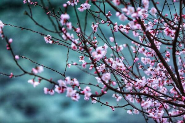 Peach Blossoms Transform Jiuzhaigou Valley into a Spring Paradise Peach_Blossoms_Transform_Jiuzhaigou_Valley_into_a_Spring_Paradise