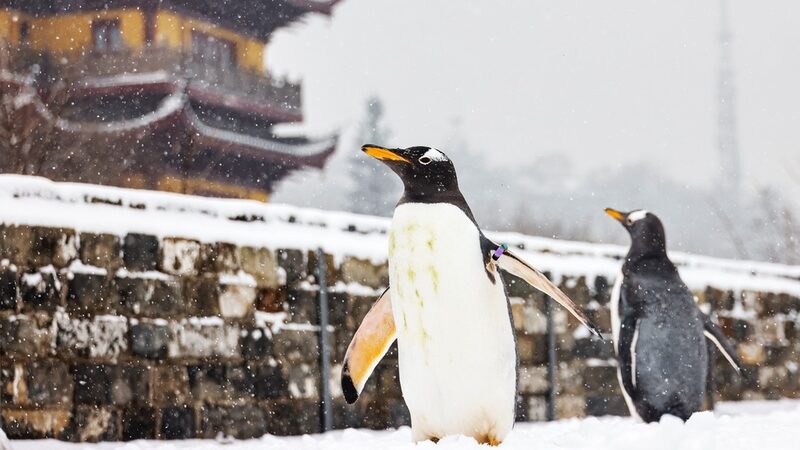 Penguin_Pals_Waddle_Through_Snowy_Nanjing_City_Wall____ - News for amigos, by amigos Penguin_Pals_Waddle_Through_Snowy_Nanjing_City_Wall____