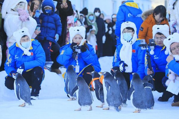 Penguin Playtime: Harbin’s Snowy Spectacle Goes Viral Penguin_Playtime__Harbin_s_Snowy_Spectacle_Goes_Viral