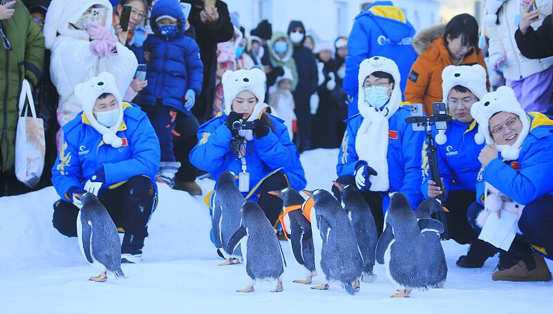 Penguin_Playtime__Harbin_s_Snowy_Spectacle_Goes_Viral - News for amigos, by amigos Penguin_Playtime__Harbin_s_Snowy_Spectacle_Goes_Viral