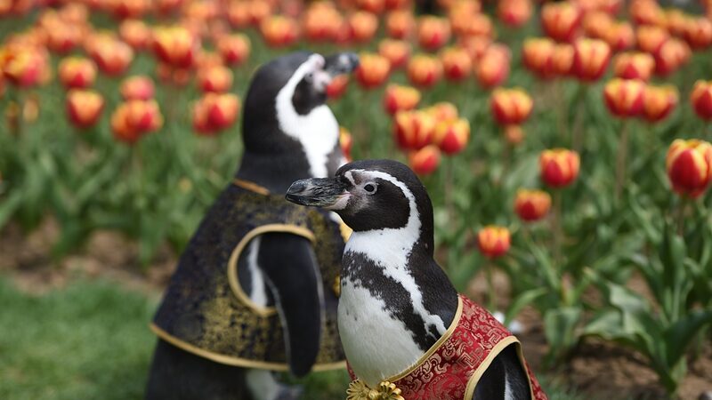 Penguins_Stroll_Among_Tulip_Blossoms_in_Nanjing___ - News for amigos, by amigos Penguins_Stroll_Among_Tulip_Blossoms_in_Nanjing___