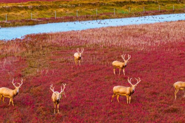 Pere David’s Deer Walk the ‘Red Carpet’ in Jiangsu Wetland 🌿🦌 Pere_David_s_Deer_Walk_the__Red_Carpet__in_Jiangsu_Wetland___