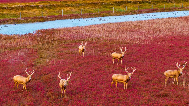 Pere_David_s_Deer_Walk_the__Red_Carpet__in_Jiangsu_Wetland___