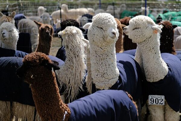 Peru’s Alpaca Fiesta in Arequipa and China’s Sheep Shearing Delight Tourists 🦙✂️ Peru_s_Alpaca_Fiesta_in_Arequipa_and_China_s_Sheep_Shearing_Delight_Tourists____