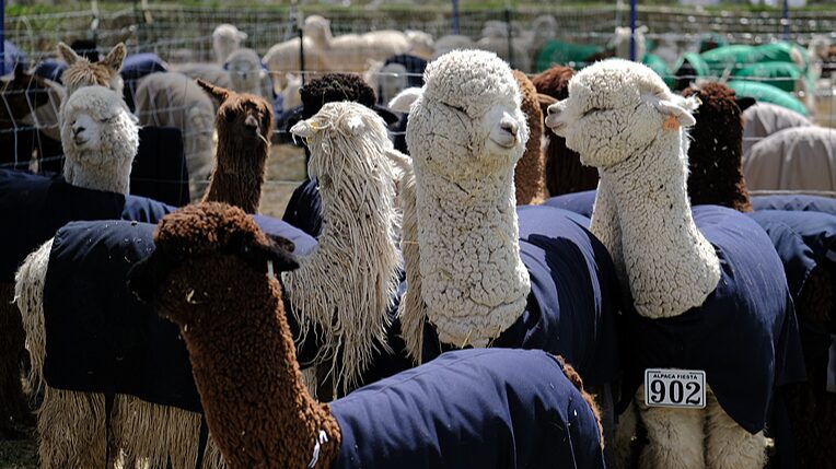 Peru_s_Alpaca_Fiesta_in_Arequipa_and_China_s_Sheep_Shearing_Delight_Tourists____ - News for amigos, by amigos Peru_s_Alpaca_Fiesta_in_Arequipa_and_China_s_Sheep_Shearing_Delight_Tourists____