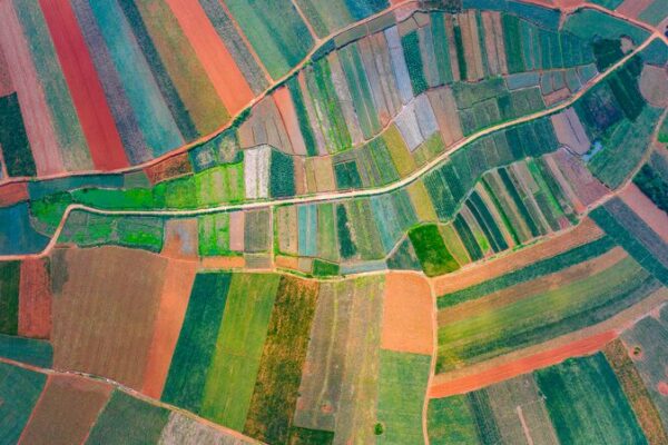 Pineapple Fields in Guangdong Transform into a Vibrant “Paint Set” 🌈🍍 Pineapple_Fields_in_Guangdong_Transform_into_a_Vibrant__Paint_Set____