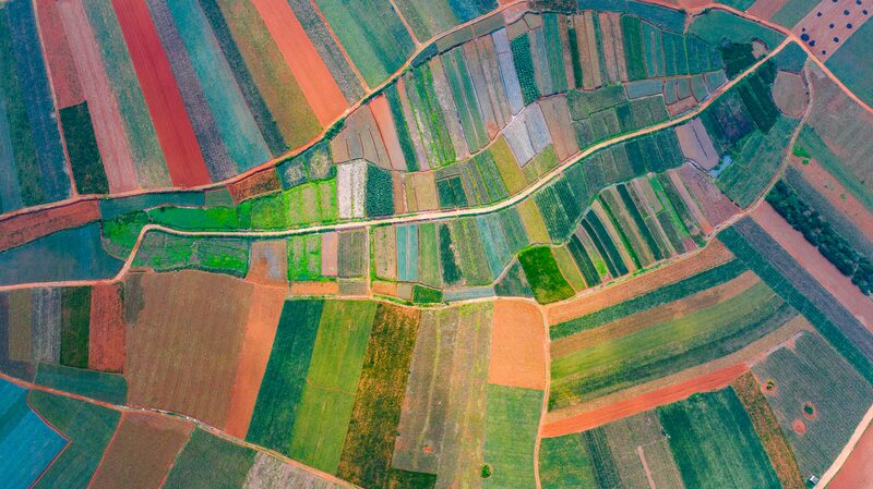 Pineapple_Fields_in_Guangdong_Transform_into_a_Vibrant__Paint_Set____ - News for amigos, by amigos Pineapple_Fields_in_Guangdong_Transform_into_a_Vibrant__Paint_Set____