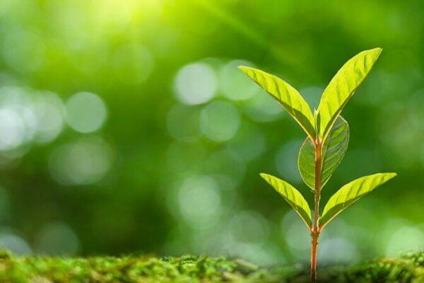 Plants’ Secret SOS: How They ‘Cry for Help’ to Fight Off Diseases 🌱🦠 Plants__Secret_SOS__How_They__Cry_for_Help__to_Fight_Off_Diseases___
