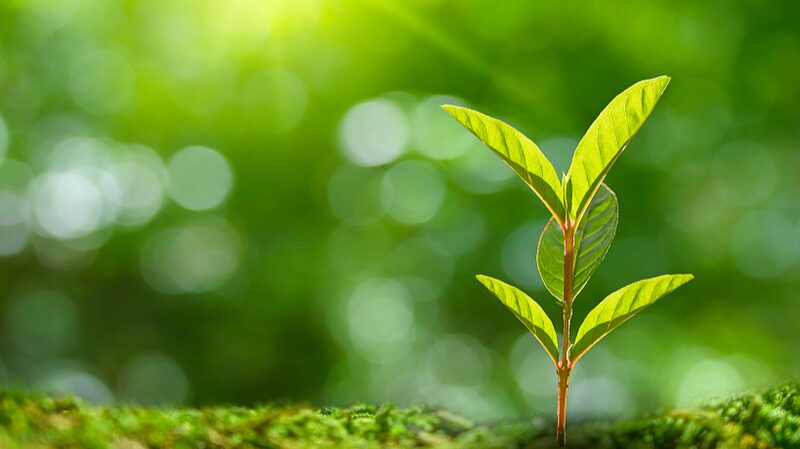 Plants__Secret_SOS__How_They__Cry_for_Help__to_Fight_Off_Diseases___ - News for amigos, by amigos Plants__Secret_SOS__How_They__Cry_for_Help__to_Fight_Off_Diseases___