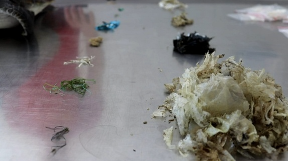 Plastic Peril: Mediterranean Sea Turtles Found with Hundreds of Plastic Pieces 🐢🌊 Plastic_Peril__Mediterranean_Sea_Turtles_Found_with_Hundreds_of_Plastic_Pieces___