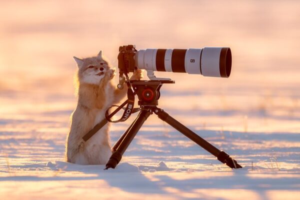Playful Corsac Fox Frolics in Inner Mongolia’s Snowy Sunset 🌄🦊 Playful_Corsac_Fox_Frolics_in_Inner_Mongolia_s_Snowy_Sunset___
