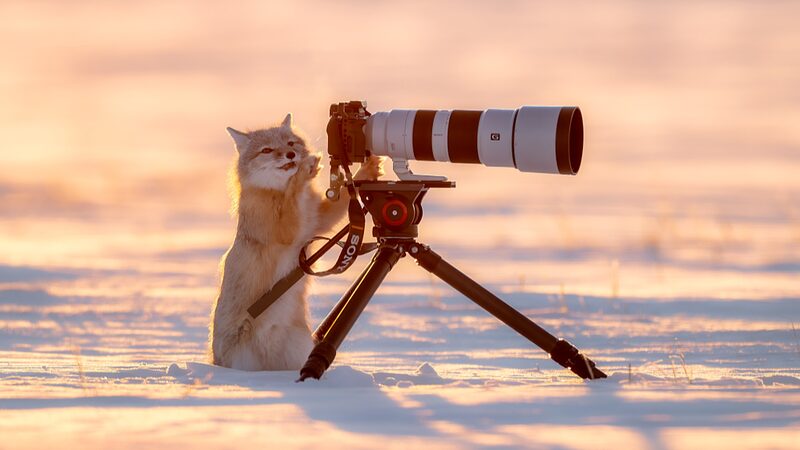 Playful_Corsac_Fox_Frolics_in_Inner_Mongolia_s_Snowy_Sunset___