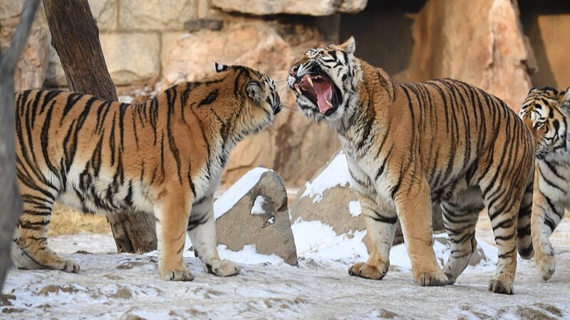 Playful_Siberian_Tigers_Delight_in_Snow_at_Changchun_Zoo - News for amigos, by amigos Playful_Siberian_Tigers_Delight_in_Snow_at_Changchun_Zoo