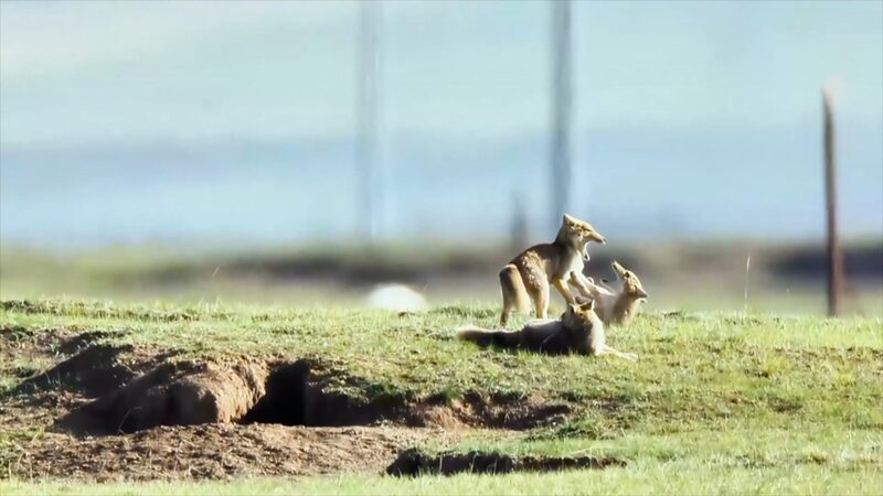 Playtime_in_the_Highlands__Tibetan_Fox_Cubs_Frolic_While_Mom_Hunts____poster - News for amigos, by amigos Playtime_in_the_Highlands__Tibetan_Fox_Cubs_Frolic_While_Mom_Hunts___ video poster