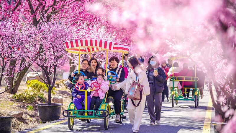 Plum_Blossoms_Paint_Huzhou_Pink__A_Spring_Spectacle__ - News for amigos, by amigos Plum_Blossoms_Paint_Huzhou_Pink__A_Spring_Spectacle__