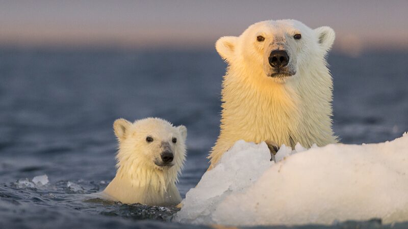 Polar_Bears_Drop_Pounds_Despite_Land_Diet_Shift_Due_to_Melting_Ice_____ - News for amigos, by amigos Polar_Bears_Drop_Pounds_Despite_Land_Diet_Shift_Due_to_Melting_Ice_____