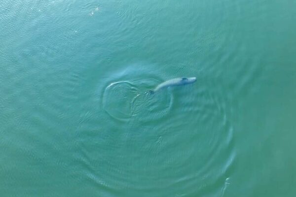Porpoise Homecoming: Yangtze Finless Porpoises Return to the Wild 🌊🐬 Porpoise_Homecoming__Yangtze_Finless_Porpoises_Return_to_the_Wild___ video poster