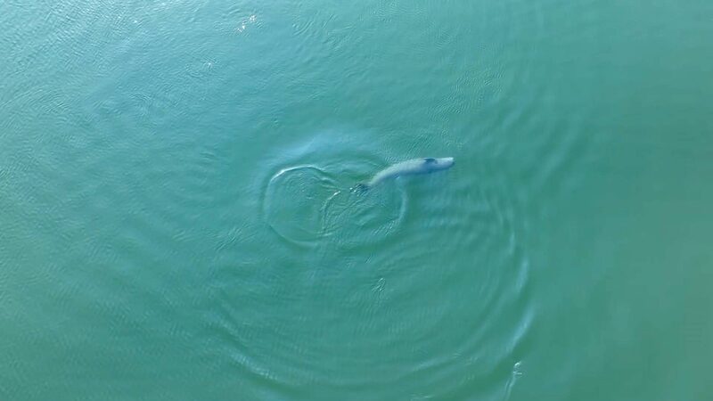 Porpoise_Homecoming__Yangtze_Finless_Porpoises_Return_to_the_Wild___ video poster