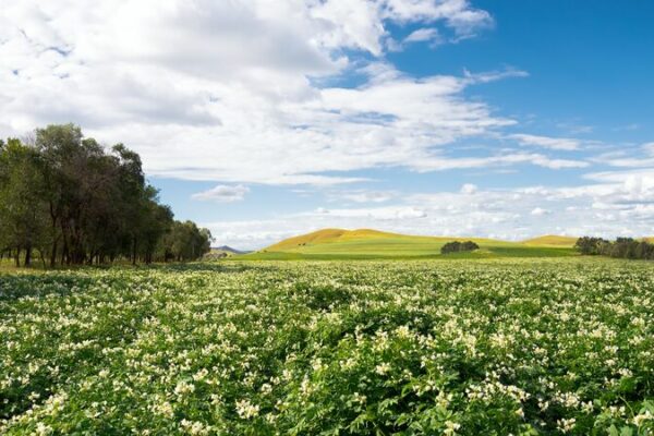 Potato Power! China and Kazakhstan Team Up for a Tuber Revolution 🥔🚀 Potato_Power__China_and_Kazakhstan_Team_Up_for_a_Tuber_Revolution___