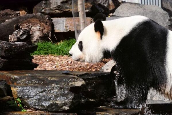 🐼 Premier Li Qiang Visits Adelaide Zoo, Celebrates Panda Friendship with Australia __Premier_Li_Qiang_Visits_Adelaide_Zoo__Celebrates_Panda_Friendship_with_Australia