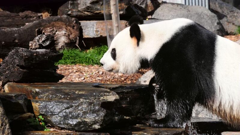 Premier_Li_Qiang_Visits_Adelaide_Zoo__Celebrates_Panda_Friendship_with_Australia - News for amigos, by amigos __Premier_Li_Qiang_Visits_Adelaide_Zoo__Celebrates_Panda_Friendship_with_Australia
