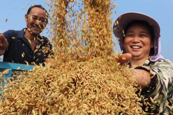 🌾 President Xi Cheers On Farmers Ahead of Harvest Festival! 🎉 __President_Xi_Cheers_On_Farmers_Ahead_of_Harvest_Festival___