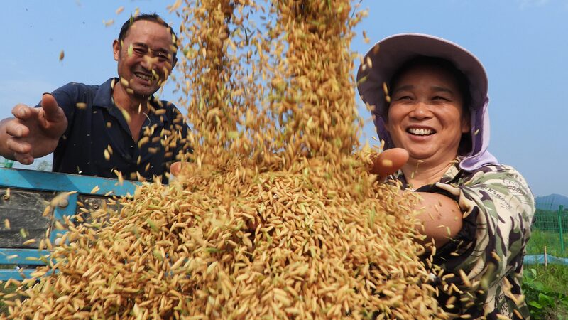 President_Xi_Cheers_On_Farmers_Ahead_of_Harvest_Festival___ - News for amigos, by amigos __President_Xi_Cheers_On_Farmers_Ahead_of_Harvest_Festival___