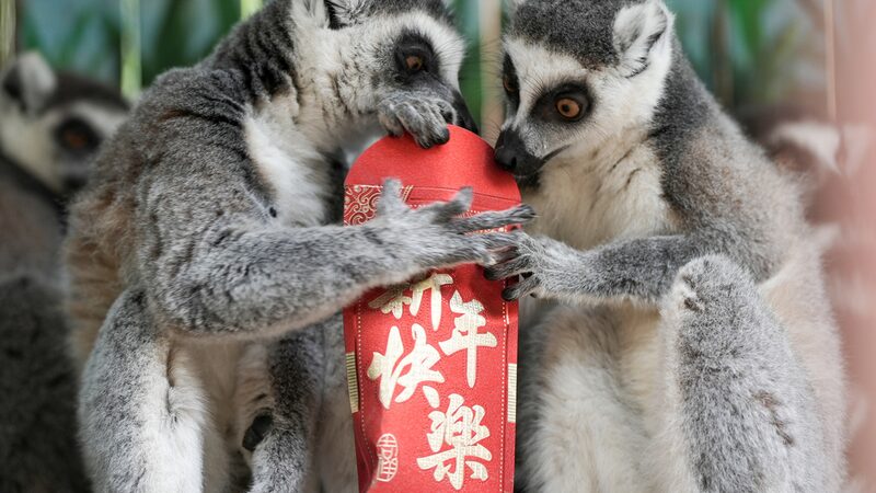 Primates_Celebrate_Spring_Festival_with_Red_Envelopes_at_Chongqing_s_Leheledu_Park___ - News for amigos, by amigos Primates_Celebrate_Spring_Festival_with_Red_Envelopes_at_Chongqing_s_Leheledu_Park___