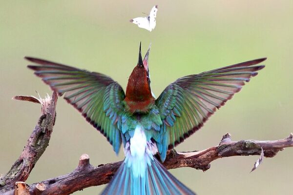 Protect Insects, Protect Birds: World Migratory Bird Day Highlights Alarming Decline Protect_Insects__Protect_Birds__World_Migratory_Bird_Day_Highlights_Alarming_Decline