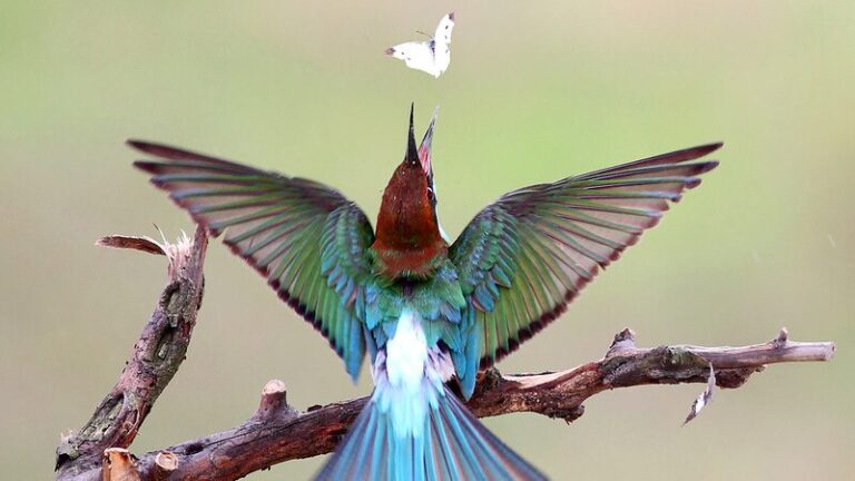 Protect_Insects__Protect_Birds__World_Migratory_Bird_Day_Highlights_Alarming_Decline