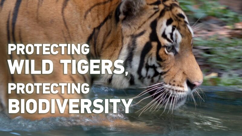 Protecting_Wild_Tigers__A_Roar_for_Biodiversity____poster - News for amigos, by amigos Protecting_Wild_Tigers__A_Roar_for_Biodiversity___ video poster