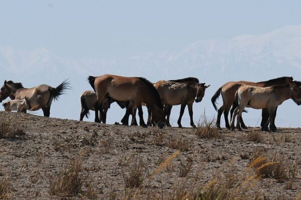 Przewalski’s Horses Embark on New Journey in Gansu’s West Lake Reserve Przewalski_s_Horses_Embark_on_New_Journey_in_Gansu_s_West_Lake_Reserve video poster