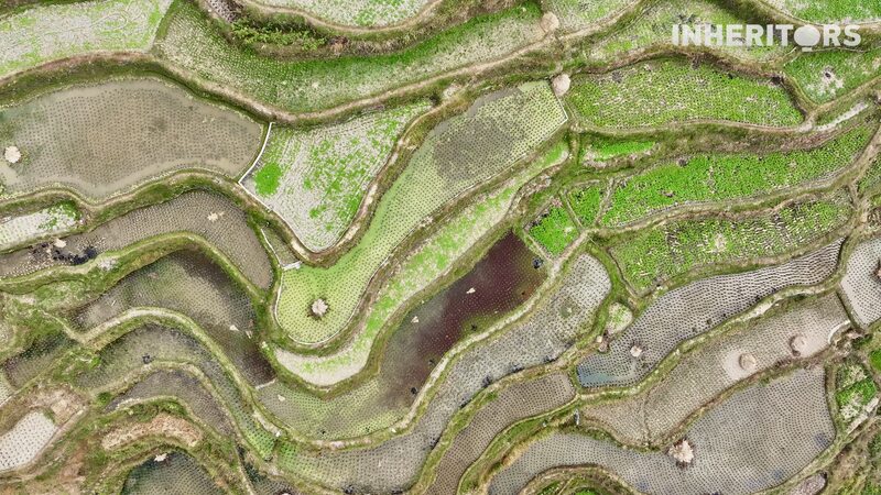 Qiandongnan_s_Terraces__A_Majestic_Harmony_of_Humanity_and_Nature - News for amigos, by amigos Qiandongnan_s_Terraces__A_Majestic_Harmony_of_Humanity_and_Nature