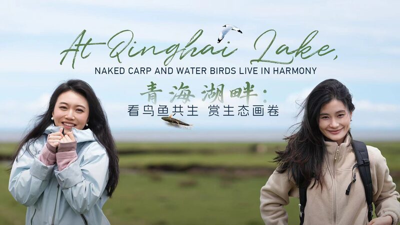 Qinghai_Lake__Naked_Carp_and_Water_Birds_Living_in_Harmony____ video poster