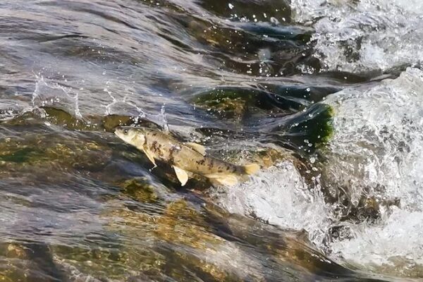 Qinghai’s Naked Carp: The Epic Annual Journey of Huangyu Qinghai_s_Naked_Carp__The_Epic_Annual_Journey_of_Huangyu