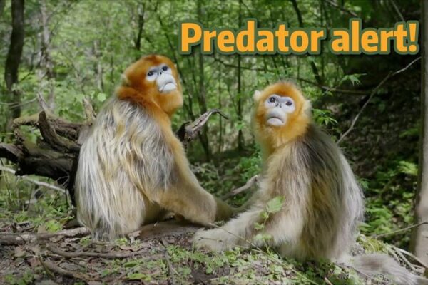 Quick-Thinking Snub-Nosed Monkeys Outsmart Predator Surprise! Quick_Thinking_Snub_Nosed_Monkeys_Outsmart_Predator_Surprise_ video poster