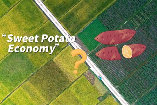 Quzhou Port Fuels Zhejiang’s ‘Sweet Potato Economy’ Growth 🚢🍠 Quzhou_Port_Fuels_Zhejiang_s__Sweet_Potato_Economy__Growth___ video poster