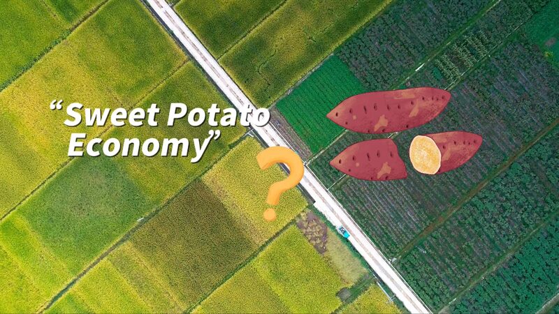 Quzhou_Port_Fuels_Zhejiang_s__Sweet_Potato_Economy__Growth___ video poster