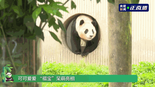 ROK’s Panda Star Fu Bao Makes a Heartwarming Return to Sichuan 🐼 ROK_s_Panda_Star_Fu_Bao_Makes_a_Heartwarming_Return_to_Sichuan__
